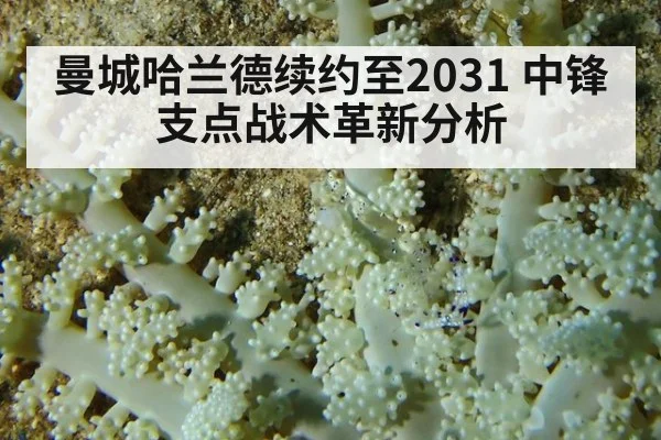 曼城哈兰德续约至2031 中锋支点战术革新分析